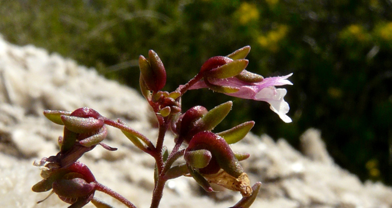 Chaenorhinum rubrifolium / Linajola arrossata